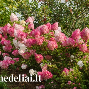 Hortenzija šluotelinė (Hydrangea paniculata) &#039;Vanile Fraise&#039;